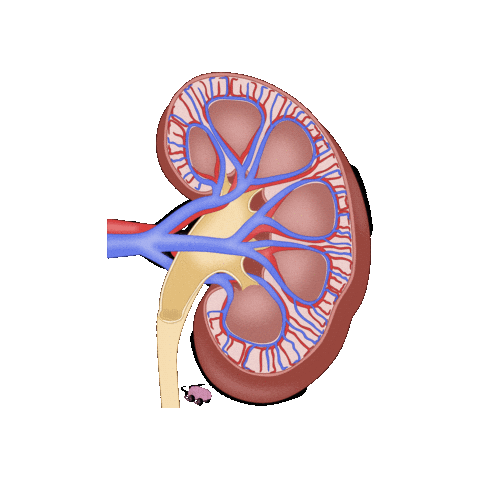 kidney
